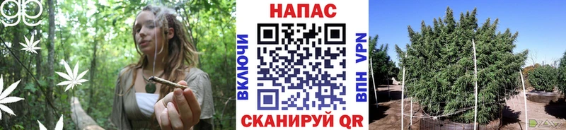 нарко площадка телеграм  omg как войти  Правдинск  Бошки марихуана ГИДРОПОН 